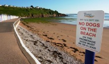 No Dogs on beach sign