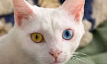 odd eyed cat