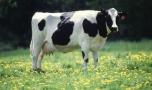Concerned cow