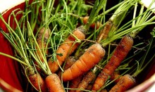 Bowl of small soily carrots