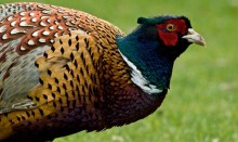 pheasant