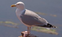 seagull